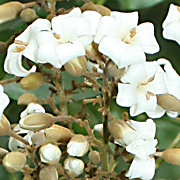 Harpulia fruitescens